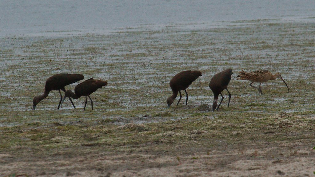 Long-billed Curlew - Ibis 2014-09-13_5.jpg - White-faced Ibises and curlew